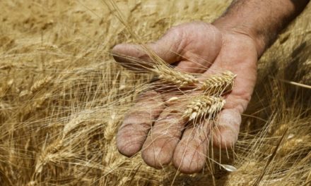 أواصر السلام العالمية توفر عقود شراء القمح والشعير للدول المتضررة من الحرب الروسية الاوكرانية
